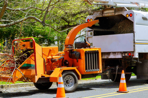 Reliable Fairview, CA Tree Care  Solutions