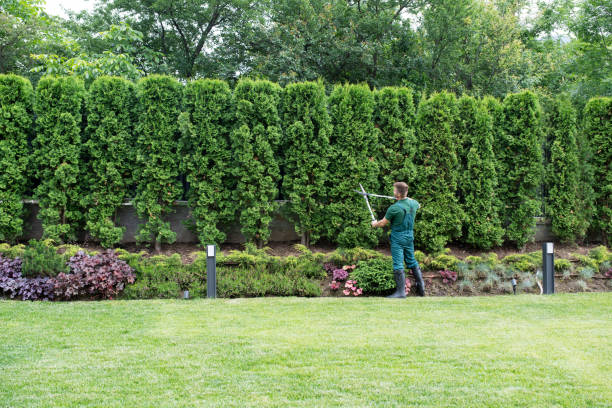 Organic Lawn Care Solutions in Fairview, CA