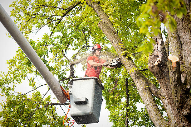 How Our Tree Care Process Works  in  Fairview, CA